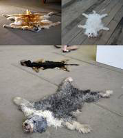 Ondrej-Brody-cat-dog-carpets
