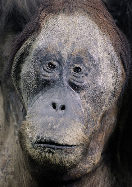 Portrait-of-an-Orangutan